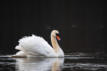 Fototapeta premium Mute Swam