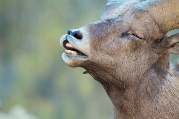 Fototapeta premium bighorn rams smells the morning air