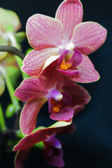 purple orchid flowers pink on black background flora botanical view of tropical plants beautiful color horizontal image 
