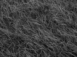 black and white grass background