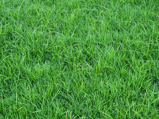 close up green grass on the lawn