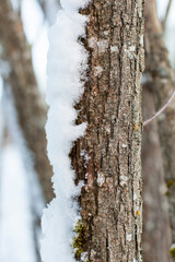 Tree trunk with snow on weather side.
Baumstamm mit Schnee auf Wetterseite.