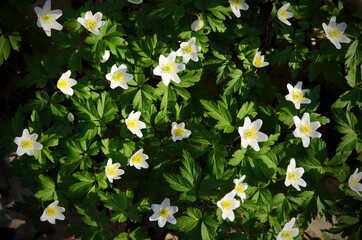 natural floral background white flowers anemones among green foliage