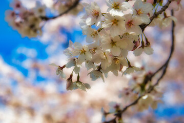 花鳥風月　美しい日本の桜の風景