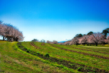 花鳥風月　美しい日本の桜の風景