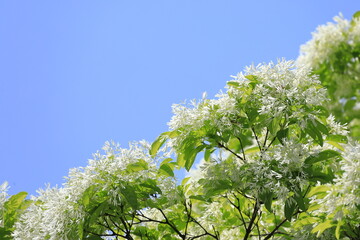 青空とヒトツバタゴの花