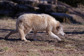 Loups blancs arctiques