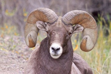 Grandpa - full curl bighorn ram