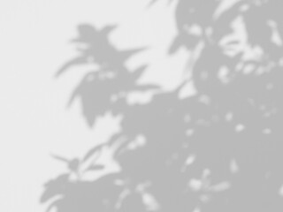 abstract blur of shadow leaves on white wall background