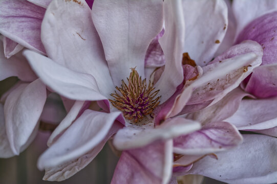 magnolienblüte