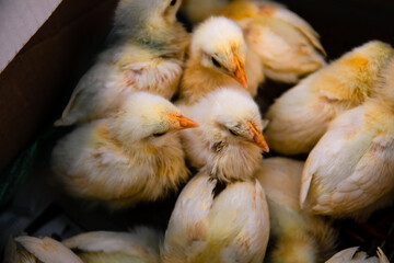 A newborn chicken is knocked out of an egg, brood of small chicks. Close up soft focus image.
