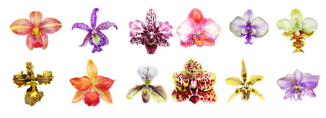 Horizontal border of orchid flowers. Botanical set. watercolor  illustration of orchid flowers, isolated on a white background. For printing and decoration of wedding cards, invitations, design.