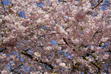 Teilaufnahme rosa blühender japanischer Kirschbaum bei Sonnenschein und blauem Himmel