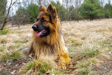 a young long haired german shepherd dog lying on a meadow among trees