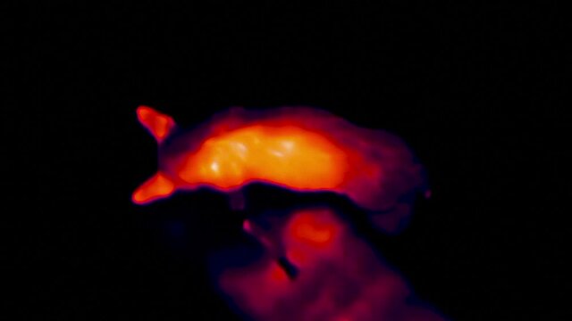 Thermal imaging view of dog eating sausage on the floor. Infrared, thermal, night vision imaging