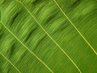 close up green leaf texture ( teak leaf )