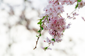 春爛漫　日本の春　美しい桜のある風景