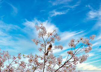 春爛漫　日本の春　美しい桜のある風景