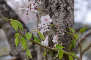 春爛漫　日本の春　美しい桜のある風景