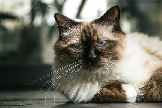 Chocolate point birman cat with piercing blue eyes, lying on the floor covered in natural light and staring into the camera.
