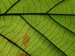 Naklejka na ściany i meble close up green teak leaf texture