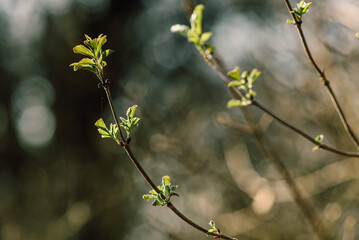 young green leaves on trees. Close-ups, spring 