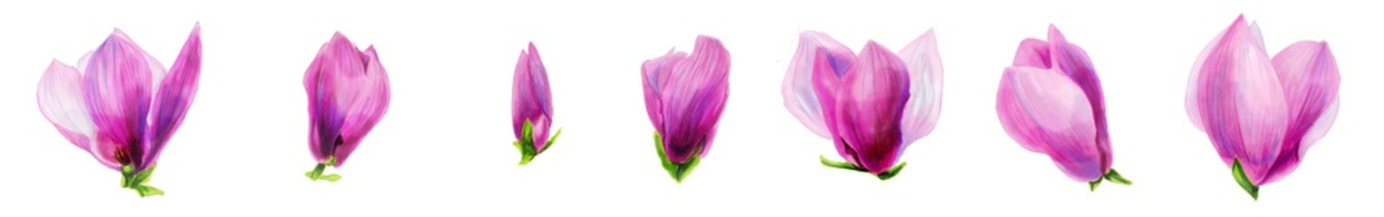 Fototapeta premium Horizontal border of pink magnolia flowers. Botanical illustration of a magnolia. Spring flowers. Beautiful watercolor illustration for the design of postcards, invitations, wedding, holiday decor.