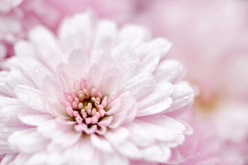 Blumen mit ihren zarten Blüten im Frühling.