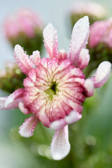 Blumen mit ihren zarten Bl&uuml;ten im Fr&uuml;hling.