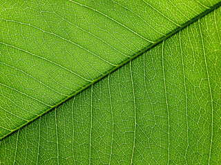 close up green leaf of golden shower ( Cassia fistula L.)