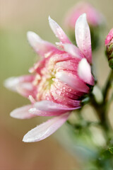 Fototapeta premium Blumen mit ihren zarten Blüten im Frühling.