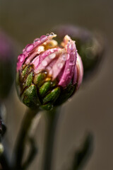 Blumen mit ihren zarten Blüten im Frühling.