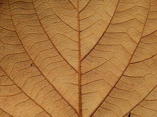 Naklejka na ściany i meble vein of brown leaf texture, autumn background