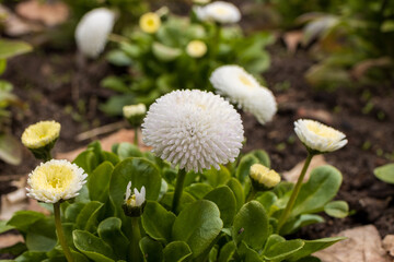 Białe kwiaty w ogrodzie © FotoWave Dawid Nowak