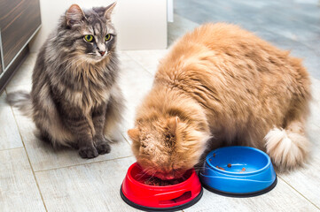 cat eats from a bowl on the kitchen floor. The second cat is sitting next to her.
