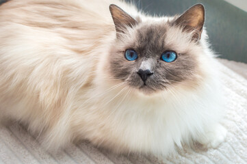 Sacred Cat of Burma. Birman cat with blue eyes