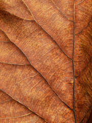 Obraz premium dry brown teak leaves texture