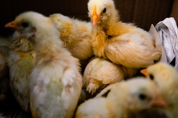A newborn chicken is knocked out of an egg, brood of small chicks. Close up soft focus image.