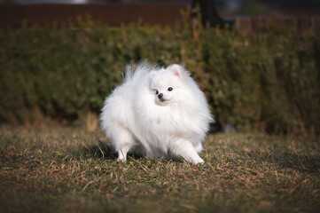 white pomeranian spitz dog running in the grass
