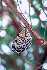 Macro shots, Beautiful nature scene. Closeup beautiful butterfly sitting on the flower in a summer garden.