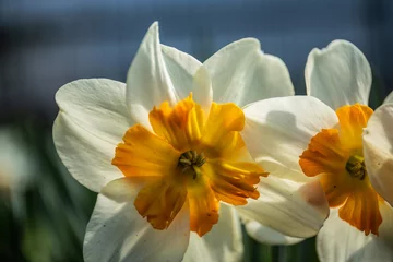 Foto op Plexiglas White daffodil narcissus flowers or paperwhite blossoming on spring day. Close up bunch Narcissus papyraceus on green leaves pattern background. Little white narcis bouquet grow in garden. © Inception