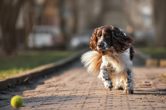 english springer spaniel dog in the park