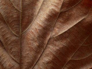 dry brown leaf texture, autumn background