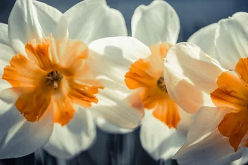 Foto op Plexiglas White daffodil narcissus flowers or paperwhite blossoming on spring day. Close up bunch Narcissus papyraceus on green leaves pattern background. Little white narcis bouquet grow in garden. © Inception