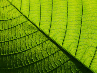 close up green leaf texture