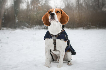 beagle in snow