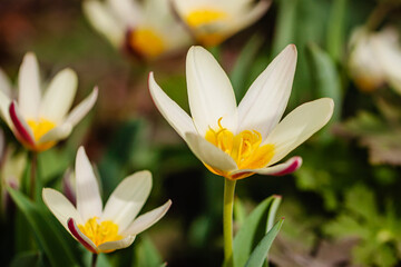 Scenic yellow Tulipa kaufmanniana close-up growing on the meadow. First spring flowers. Natural scenic background