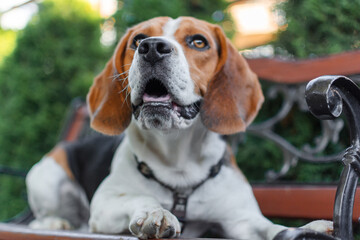 beagle in the park