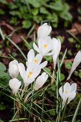 White crocuses close-up on meadow. First spring flowers