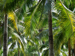 Fototapeta premium coconut tree in the park